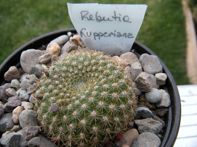 DSCN3423.JPG