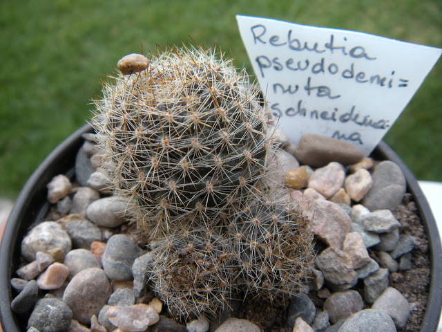 DSCN3426.JPG