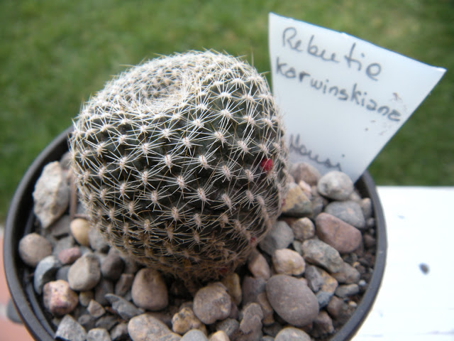 DSCN3429.JPG