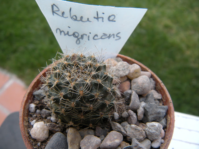 DSCN3434.JPG