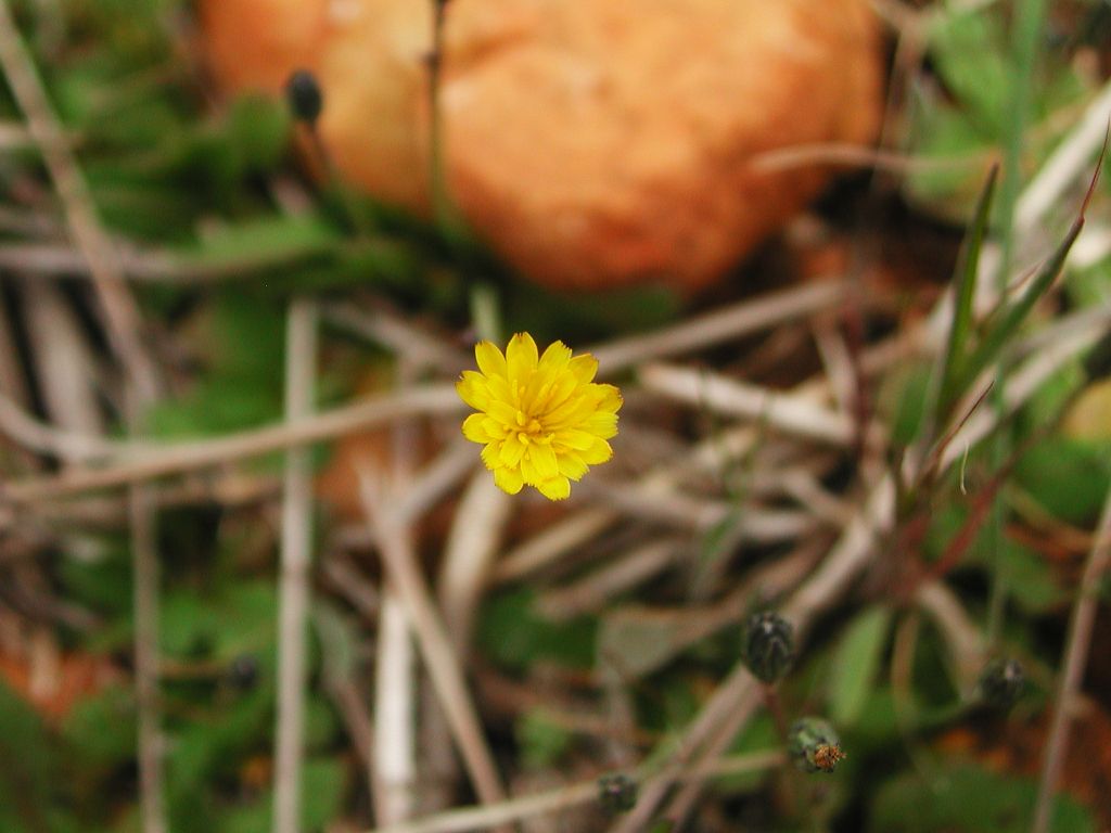 DSCN3434-red%7E0.jpg