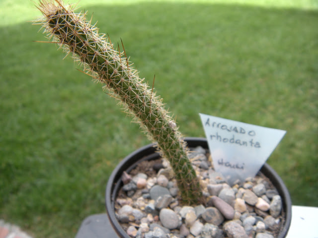 DSCN3438.JPG