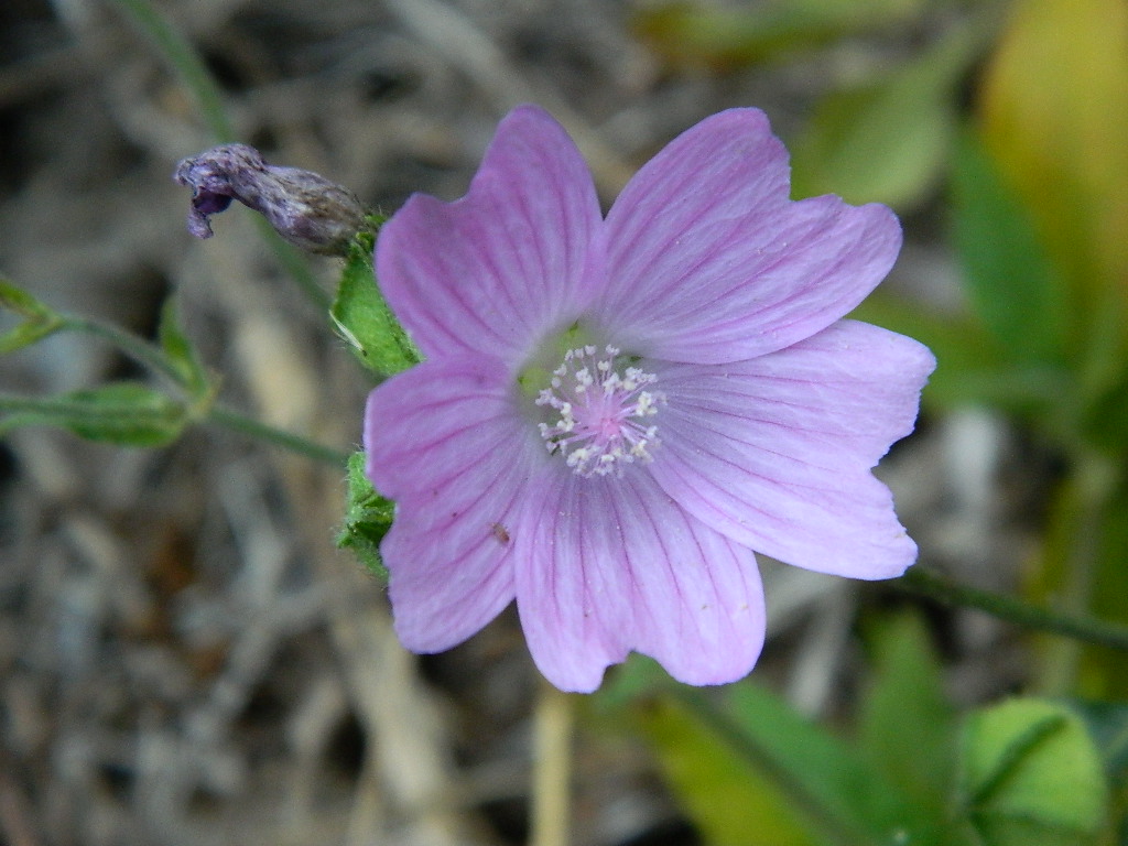 DSCN3445.jpg
