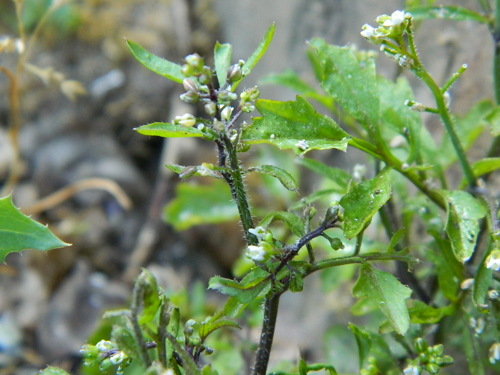 DSCN3451.jpg