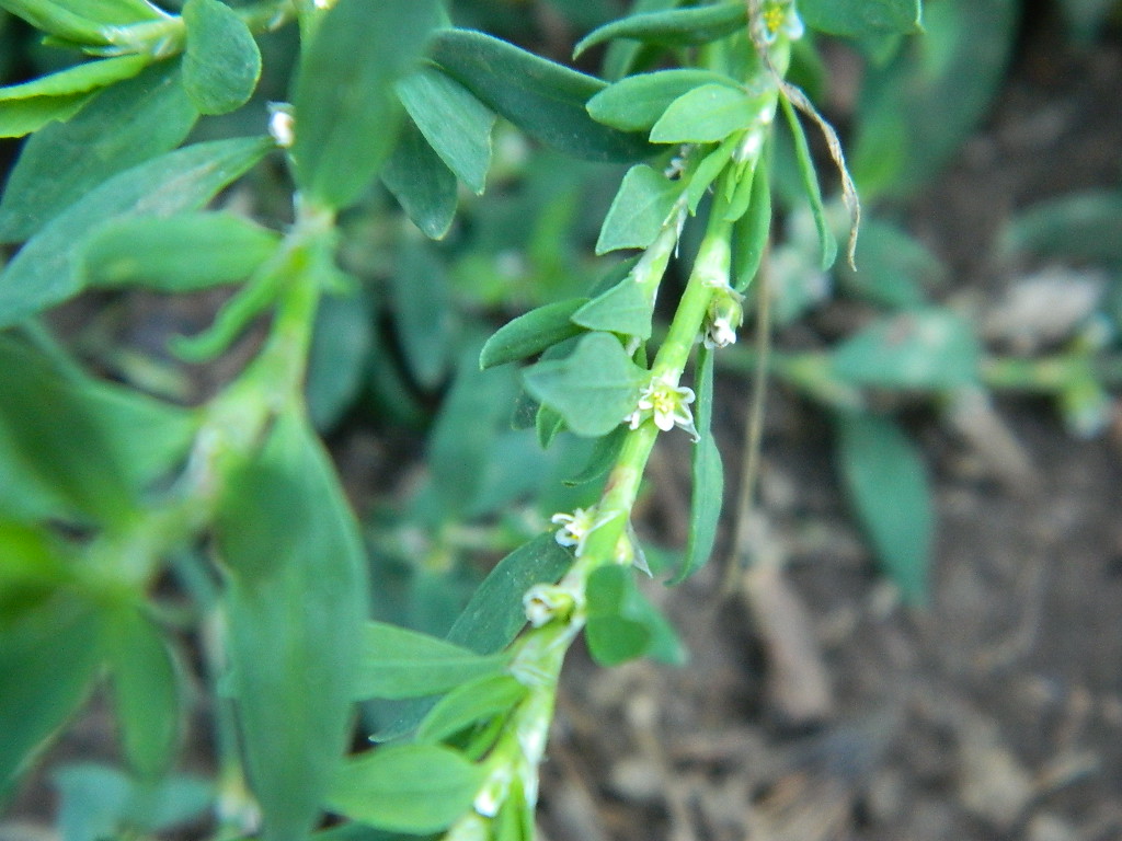 DSCN3453.jpg