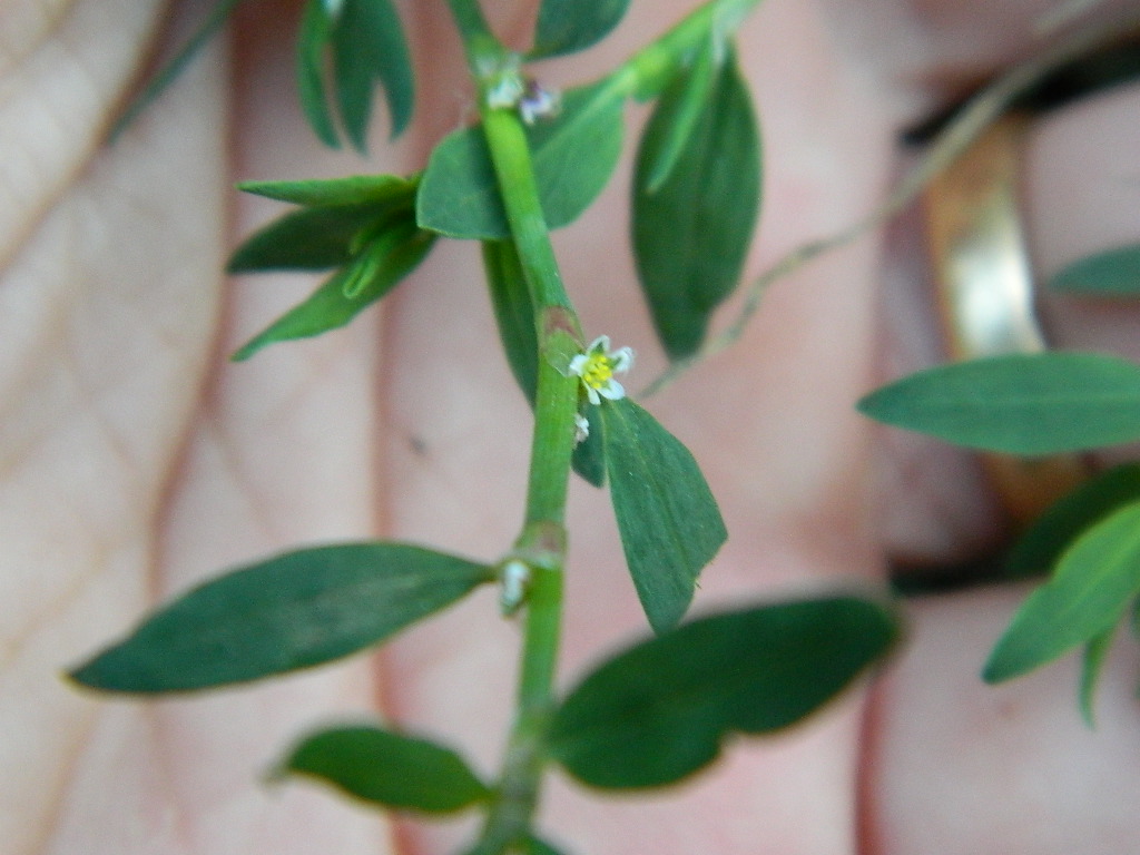 DSCN3454.jpg