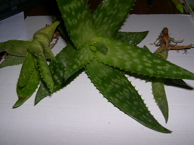 DSCN3487.JPG