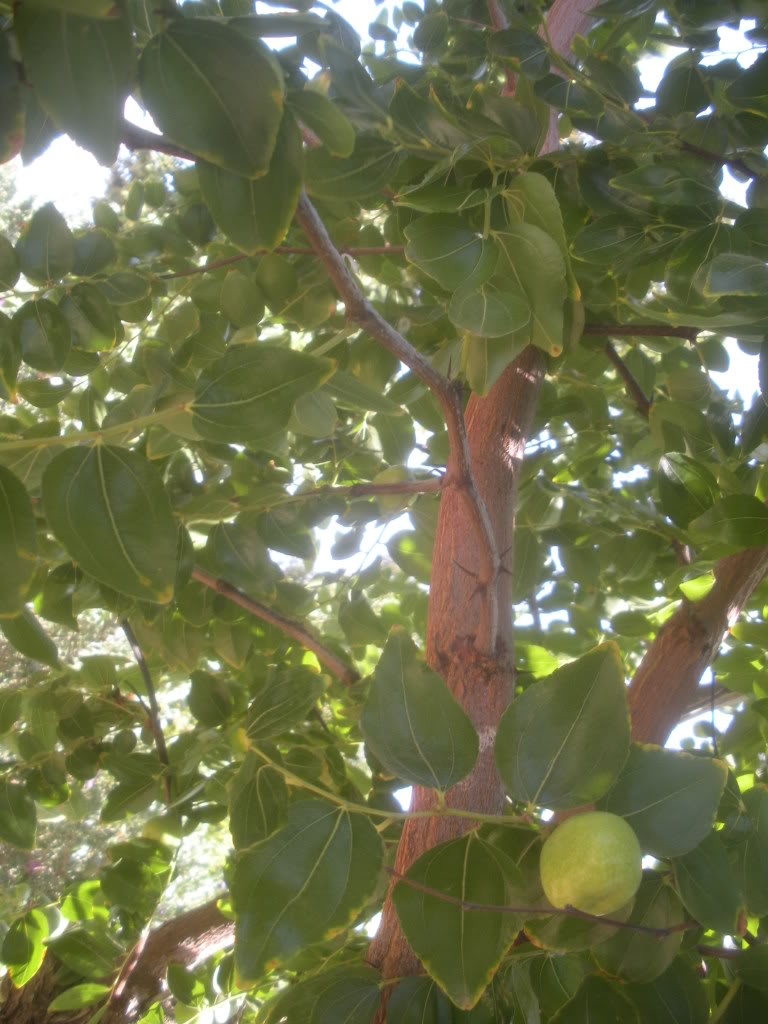 DSCN3499.jpg