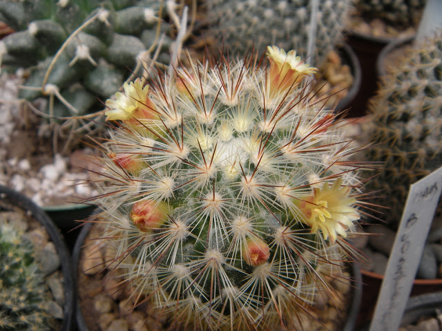 DSCN3516.JPG