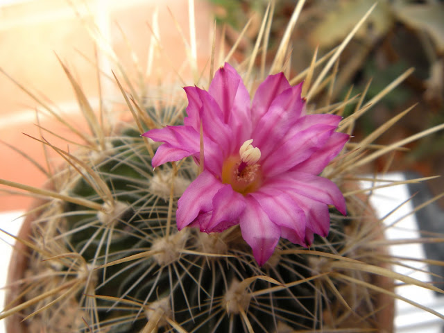 DSCN3551.JPG