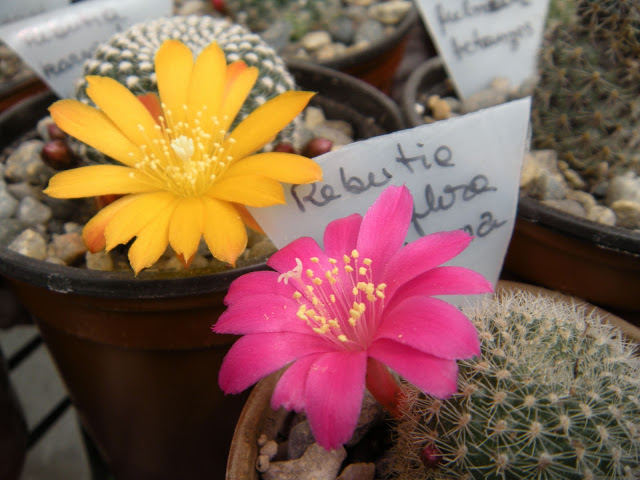 DSCN3561.JPG