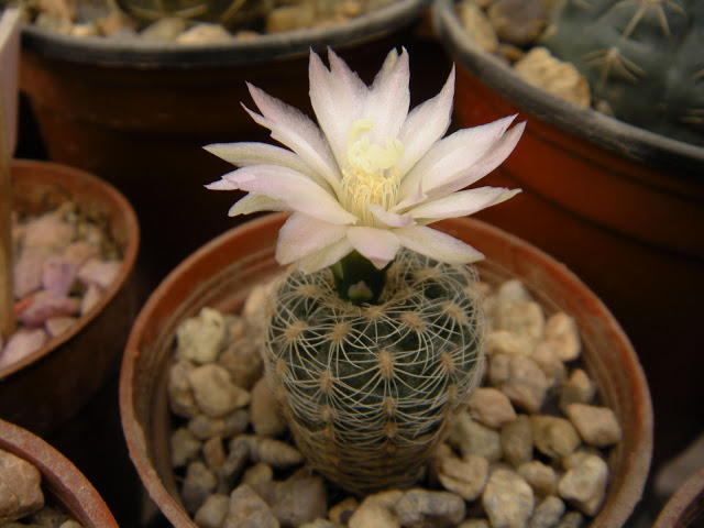 DSCN3575.JPG