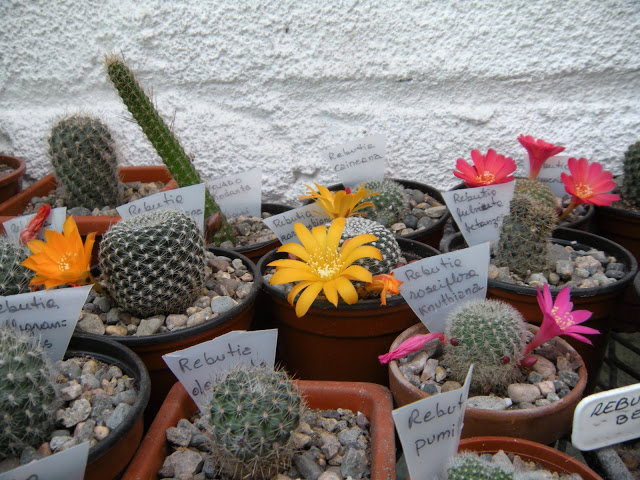 DSCN3592.JPG