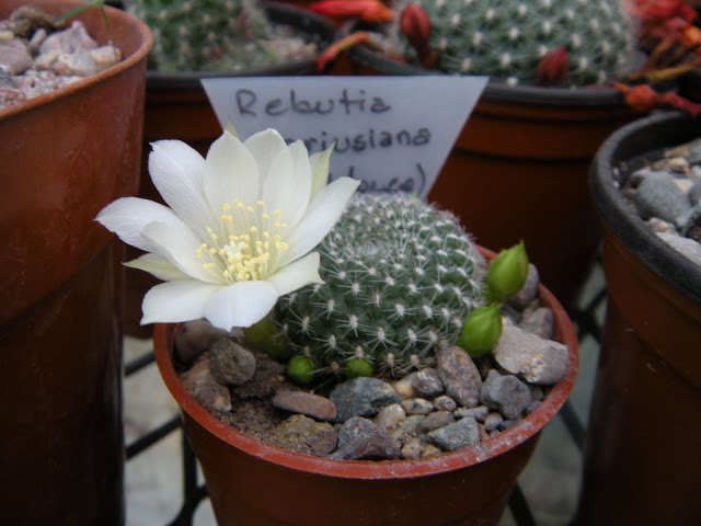 DSCN3593.JPG