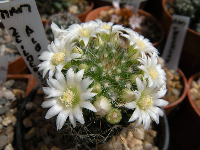 DSCN3610.JPG