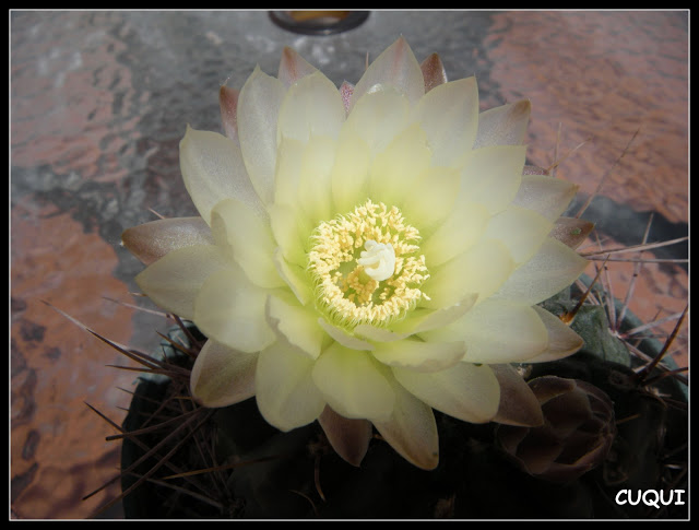 DSCN3663.JPG