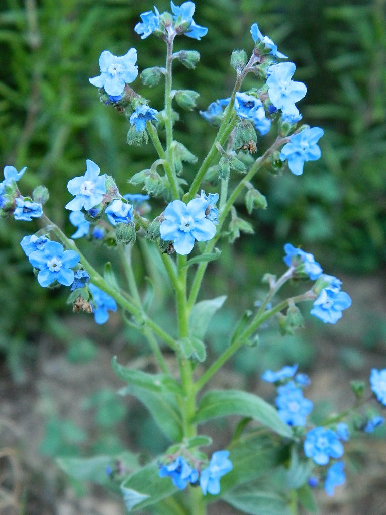 DSCN3667.jpg