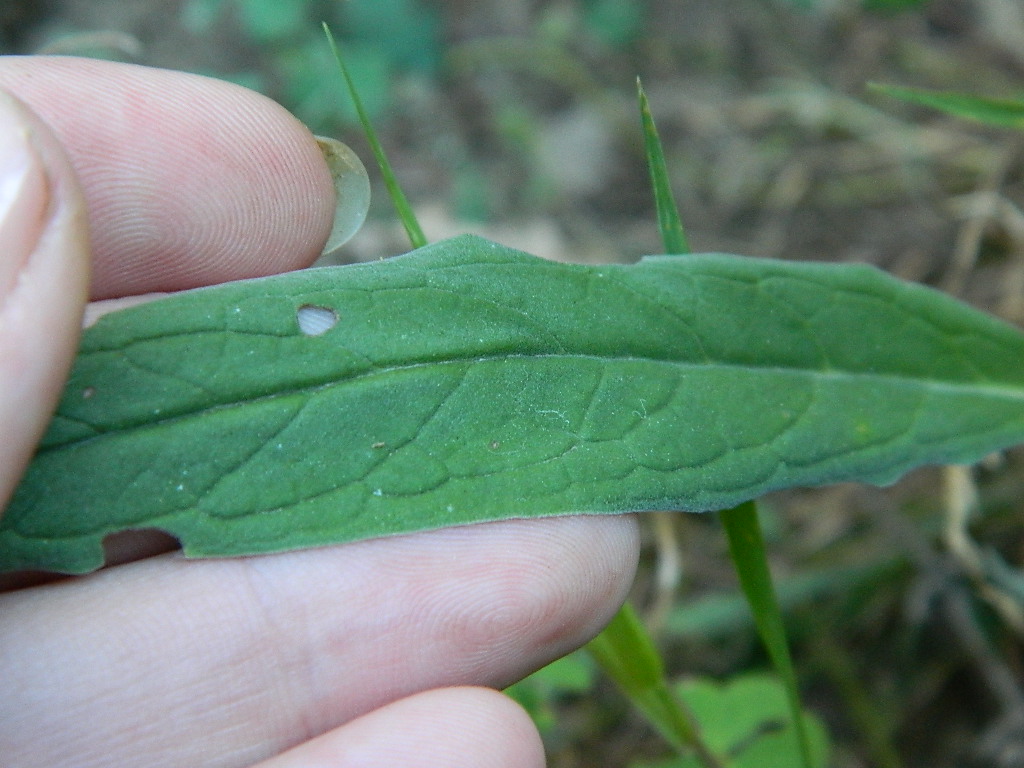 DSCN3670.jpg