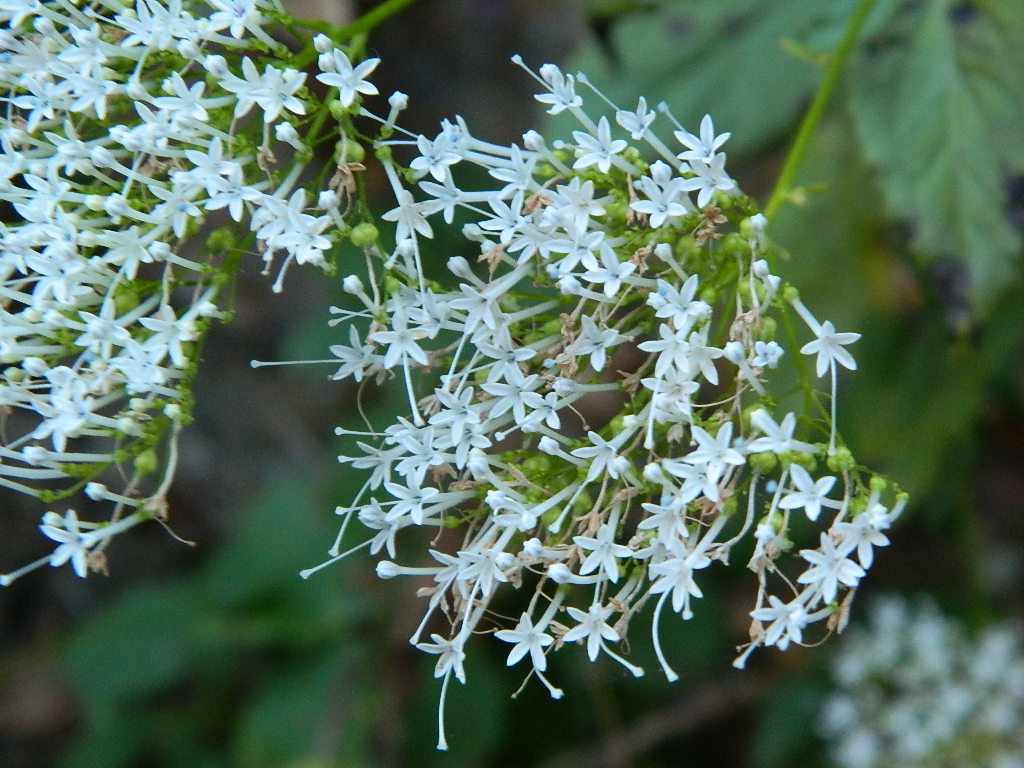 DSCN3683.jpg