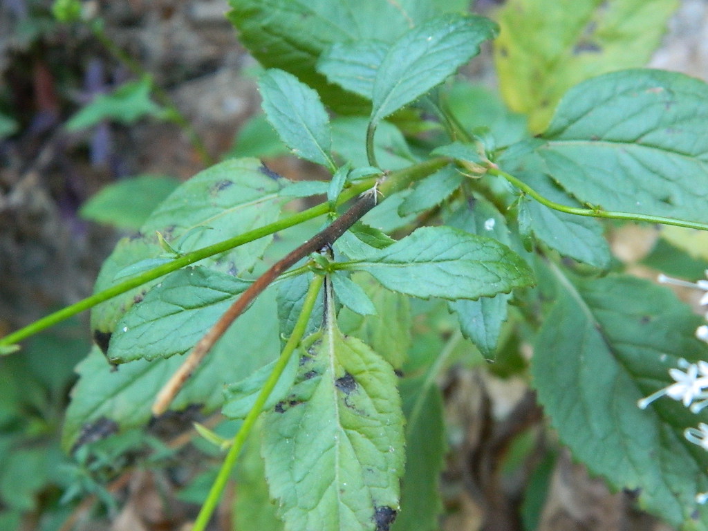DSCN3684.jpg