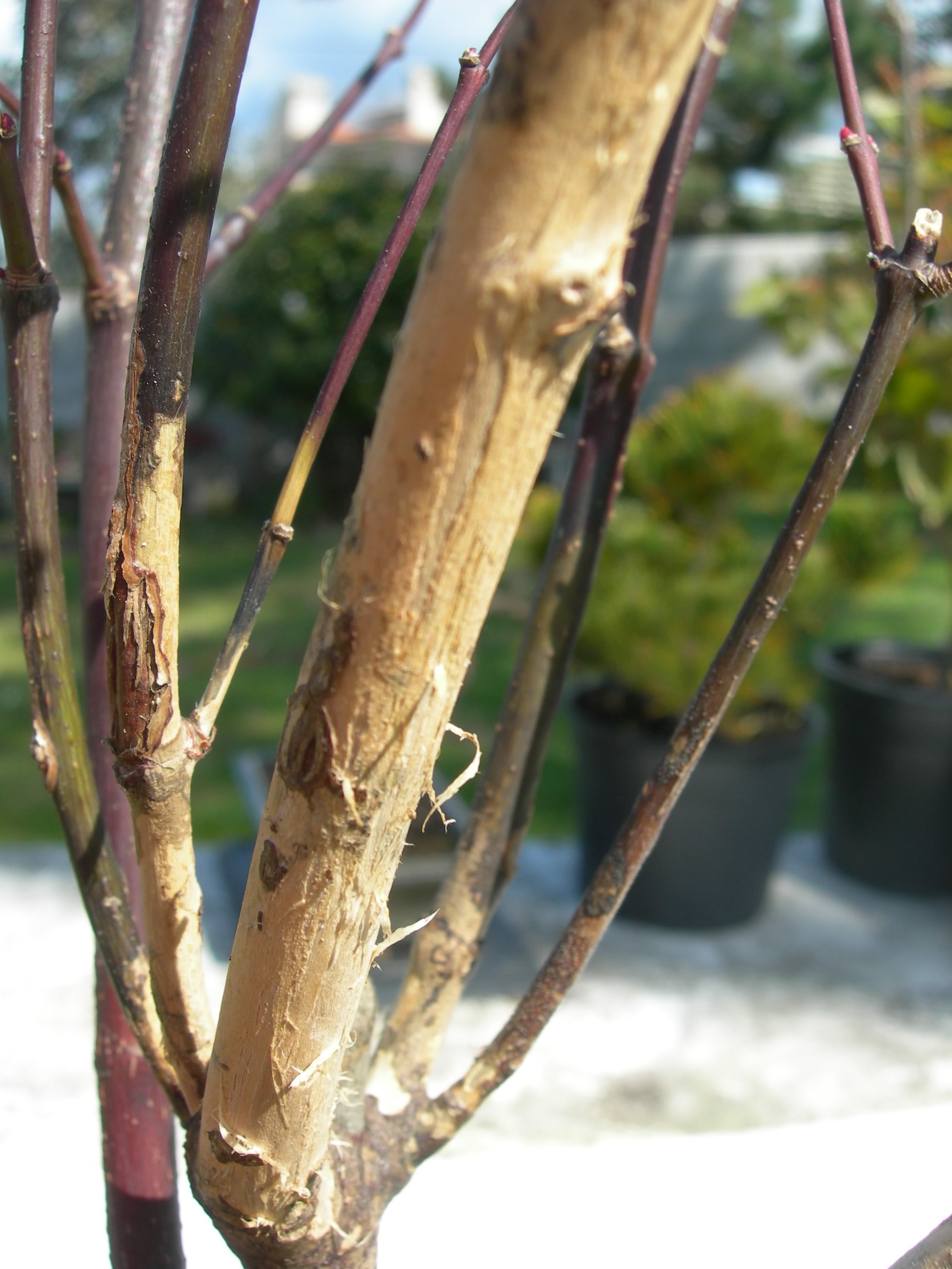 DSCN3705.jpg