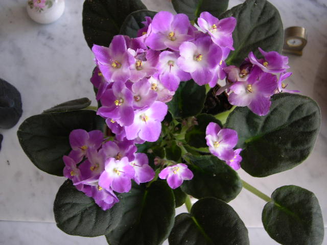 DSCN3714.JPG