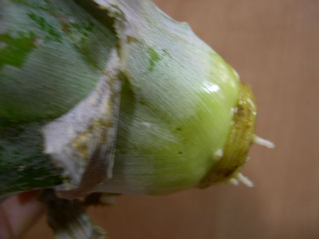 DSCN3738.JPG