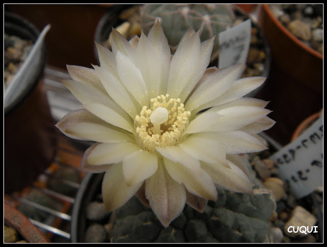 DSCN3754.JPG