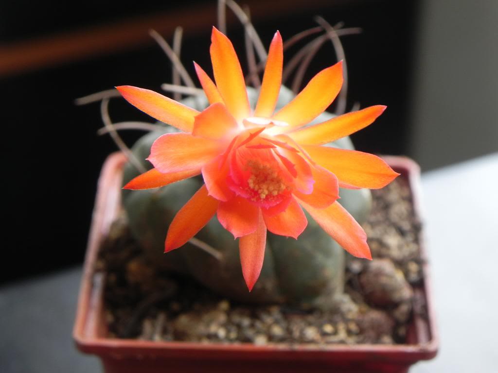 DSCN37731.jpg
