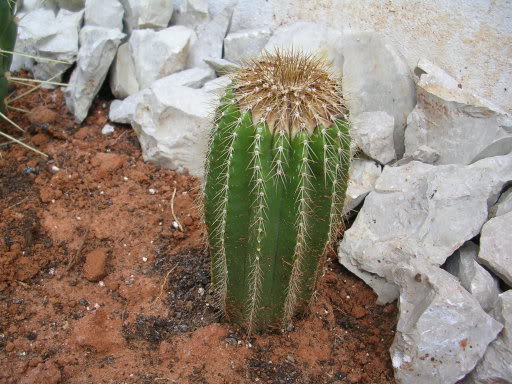 DSCN3797.jpg