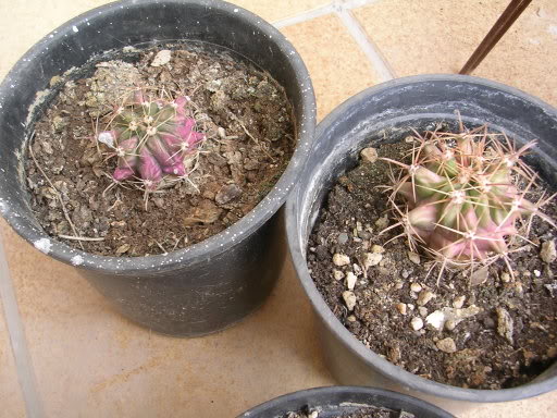 DSCN3798.jpg