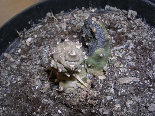 DSCN3799.jpg