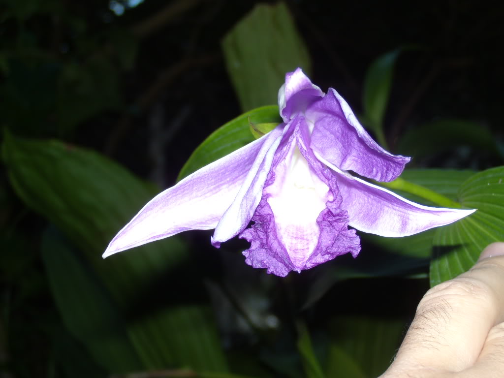 DSCN3803.jpg