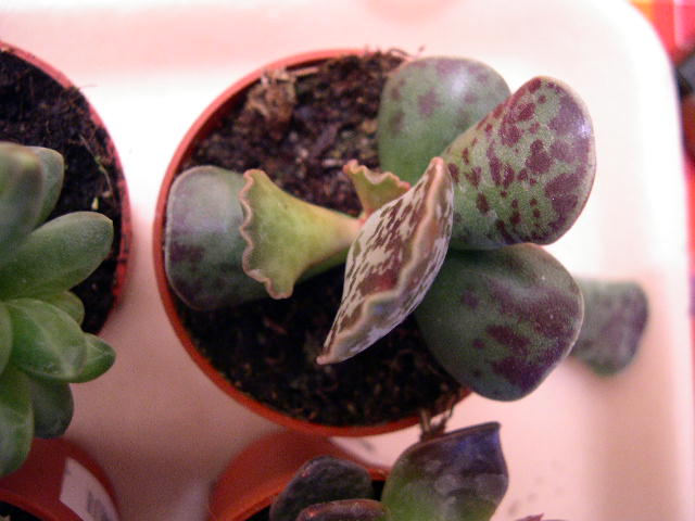 DSCN3810.JPG