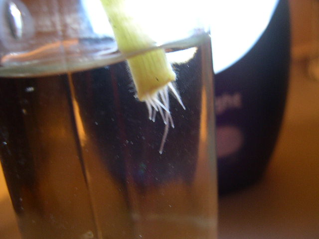 DSCN3821.JPG