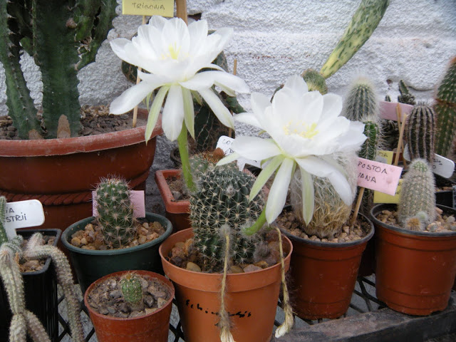 DSCN3822.JPG