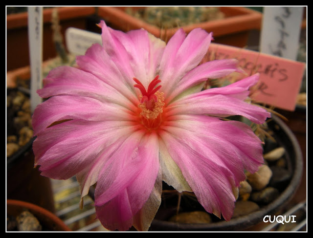 DSCN3825.JPG