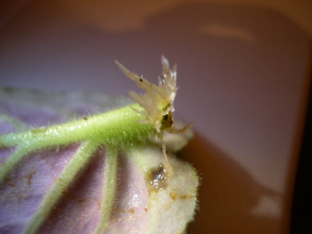 DSCN3826.JPG