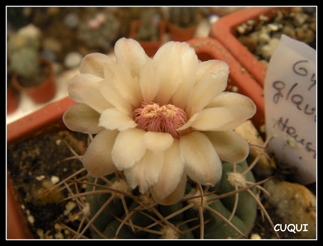 DSCN3850.JPG