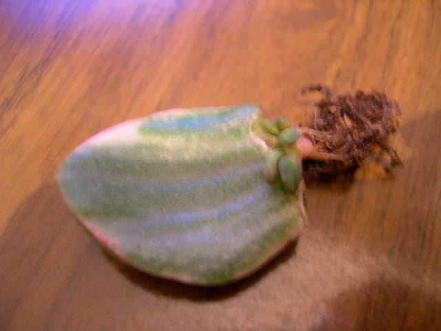 DSCN3856.JPG