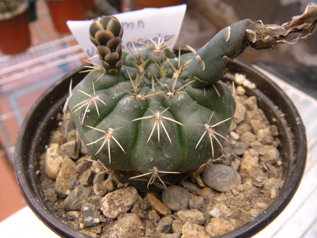 DSCN3915.JPG