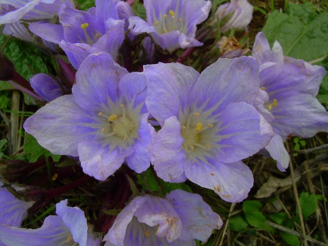 DSCN4117.jpg