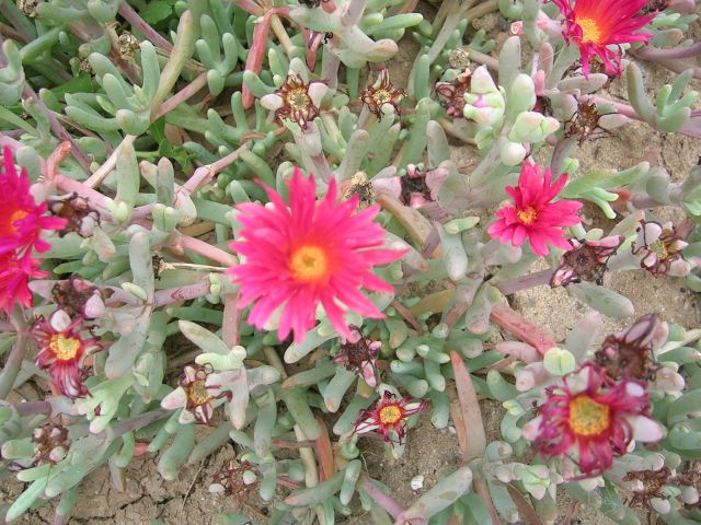DSCN4129.jpg