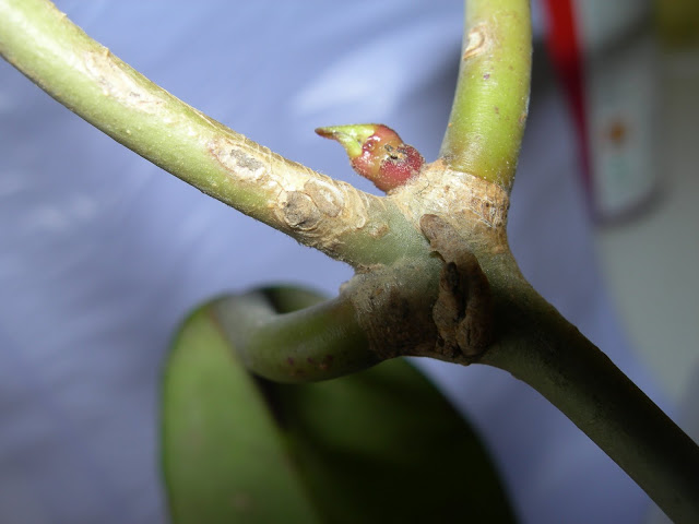 DSCN4196.JPG