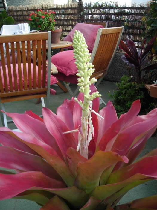 DSCN4242_redimensionar.jpg