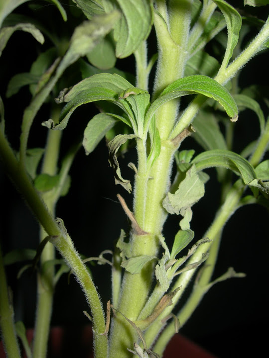 DSCN4271.JPG