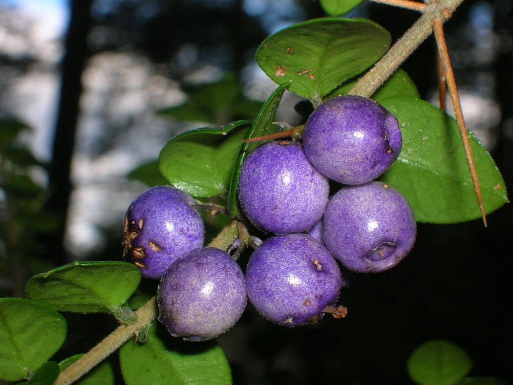DSCN4289.jpg