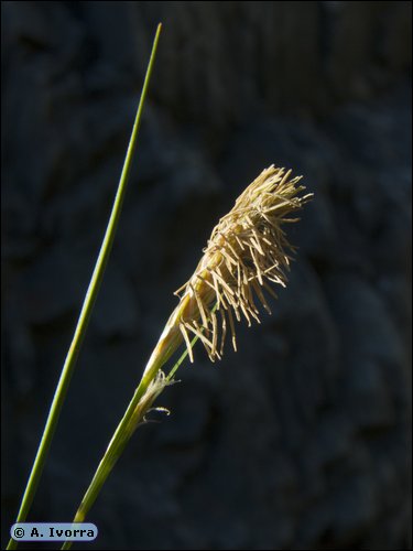 DSCN4305.jpg
