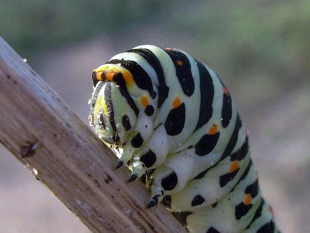 DSCN4365.jpg
