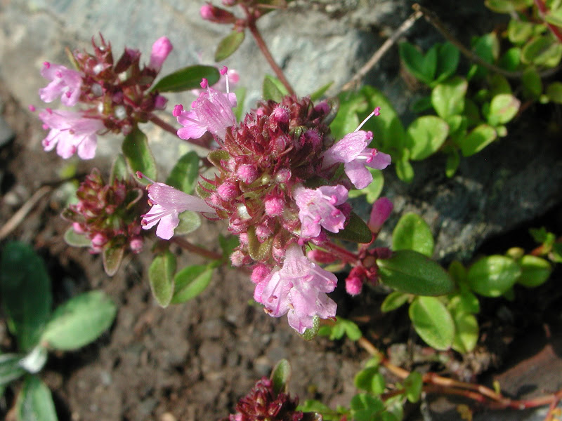 DSCN4376.JPG